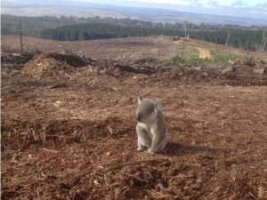 Koala rescatado de la deforestación en Australia, desoladora imagen ...