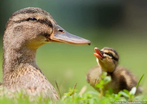 Cute Baby Ducks Following Mother Mother and baby duck. cute