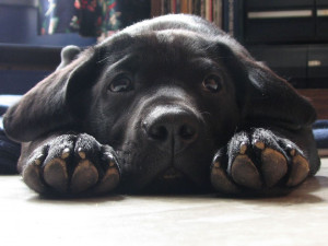 labrador retriever puppies black labrador retriever puppy dog