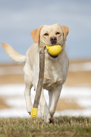 labrador retriever apportierend bildname labrador retriever 176 ein ...