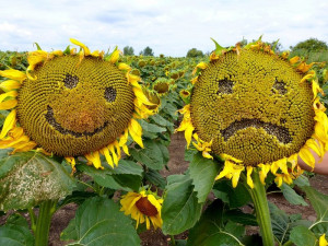 Stock Image Funny Shot Sad And Happy Sunflowers