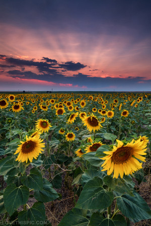 Sunflower Quotes Tumblr Sunflower field