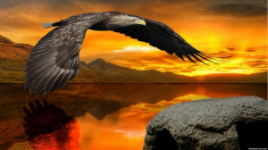 Soaring Eagle Sunset Quote Generator