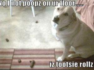 Funny Pics Dogs Pooping Pictures