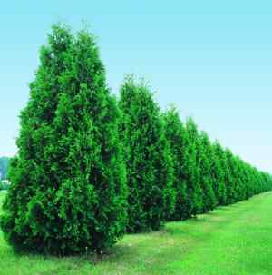 fastest-growing-trees-1