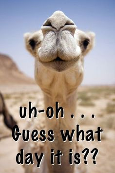 happy hump day quotes more kiss me hump day the kiss animal kingdom ...