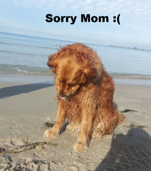 dog, puppy, golden retriever