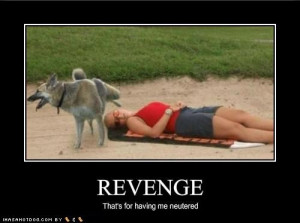 funny-dog-pictures-your-dog-is-having-his-revenge