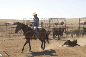 Arizona,USA,cowboys,cowboy,walking cane ranch,roping,cattle,navajo ...