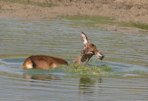 Taking Mud Baths Together