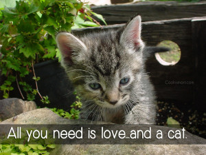 Cats Quote: All you need is love…and a cat.