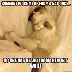 grumpy cat taking a nap, funny pictures