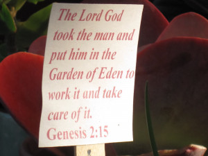 ... the man and put him in the garden of eden to work it and take care