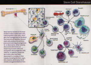 Bone Marrow Cells Differentiation During differentiation, the