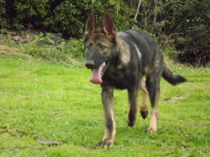 Silver Sable + Black = ?-immo-5mo.jpg