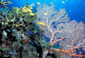 More information about House Plans Heritage Queenslander on the site ...