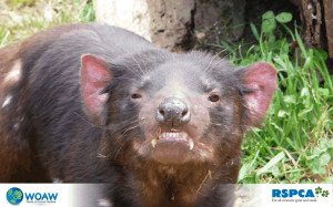 program partnerski forexyard