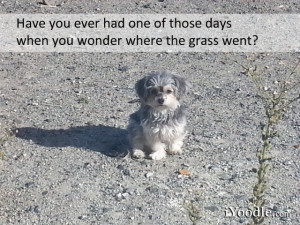 Have you ever had one of those days when you wonder where the grass ...