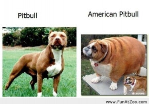 Funny American Pitbull