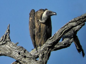 Vulture Tagged in Israel is Arrested in Saudi Arabia for Spying