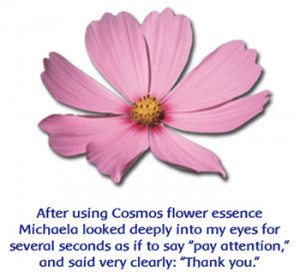 Five-Flower Formula & Cosmos: helps child come into her body and out ...
