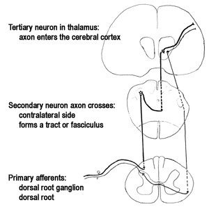 paleospinothalamic tract