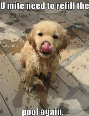 Funny Puppy ! - puppies Photo