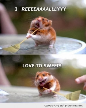 Superb funny cute hamster sweeping love table pic