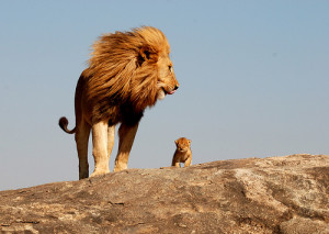 adorable, cub, cute, fearless, lion