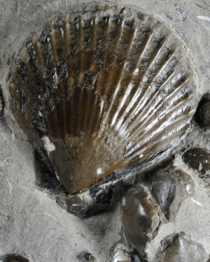 The Pseudopecten and Entolium bivalves (and a very small gastropod)