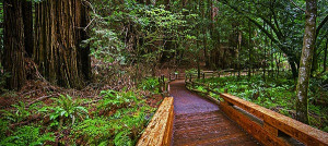 Redwoods John Muir National