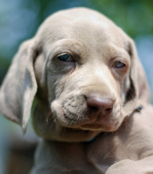 The Day Asics Great Dane Weimaraner Dogs San Francisco