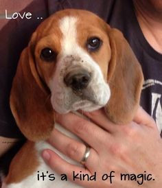 Beagle Love and Dog Quotes on Pinterest