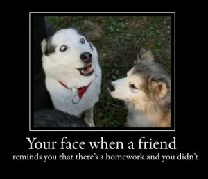 Funny Image Collection