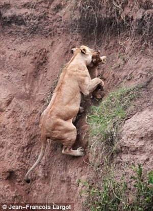 Lioness rescues cub Photo by Jean-Francois Lagrot