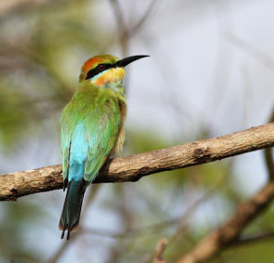 But Rainbow Bee-eaters unlikely to resent the catch.