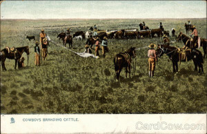 cowboys branding cattle cowboy western
