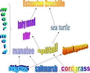 Food Chain The Estuary Biome