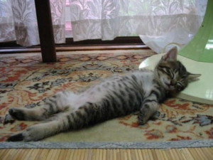 Katzenbaby Nr. 1 beweist: Auf dem Rücken schlafen ist sooo gemütlich ...