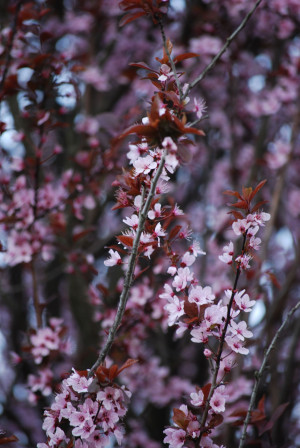 File Name : pink-flowers.jpg Resolution : 2592 x 3872 pixel Image Type ...