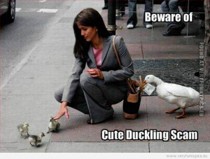 Funny Picture - Beware of cute duckling scam