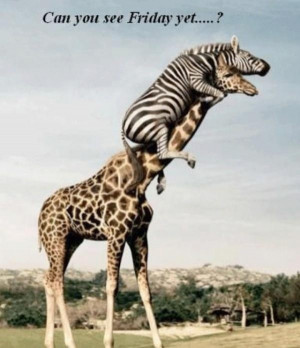 It's Almost Friday, I Hope... Friends, Hump Day, Funny Animal Pictures ...