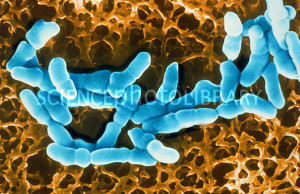 nikolai ivanovich lobachevsky lyrics