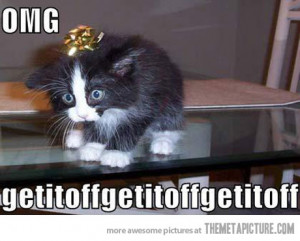 funny cute cat head looking upside down