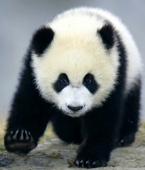 Panda via www.Facebook/OurWorldsView
