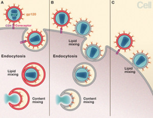 The Entry into Host Cell HIV and Viral