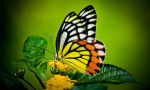 Chaos theory says that a minor event such as a butterfly flapping its ...