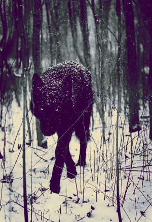 snow winter wolf run wolves Lobo darkness pagan viking norse Odin ...