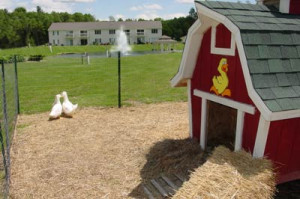 the ducks of keystone lake wixx humor duck dynasty 1 source en