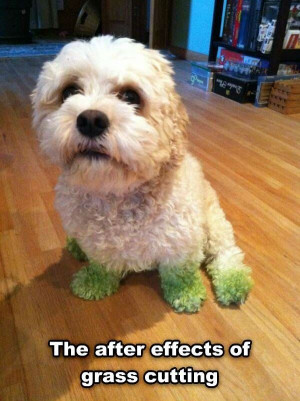 grass cutting effects funny picture